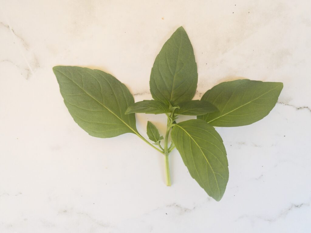 Thai basil leaves on a stem sitting on a white marble surface