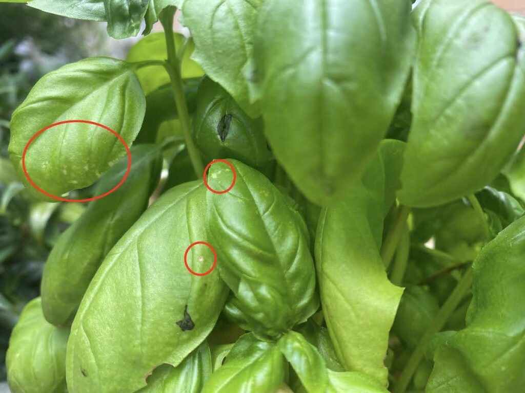yellow spots on basil leaves with red circles superimposed to show where